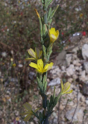 Lactuca viminea,
Lattuga alata,
Pliant Lettuce