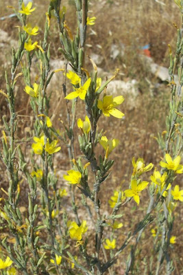 Lactuca viminea,
Lattuga alata,
Pliant Lettuce