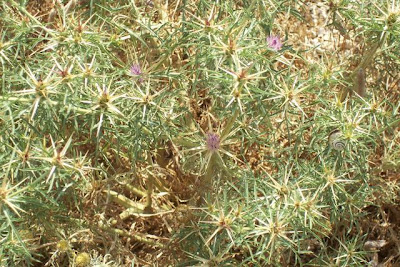 Fiordaliso stellato Fiordaliso stellato