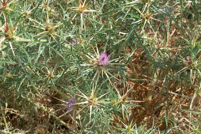 Fiordaliso stellato Fiordaliso stellato