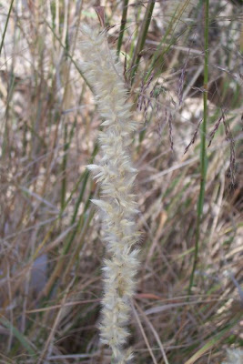Eyelash Pearl Grass