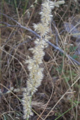 Eyelash Pearl Grass