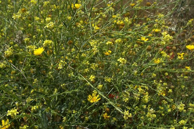 Hairy brassica