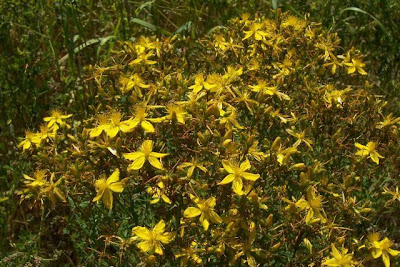 Common St. Johnswort Common St. Johnswort