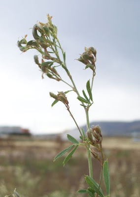 Alfalfa Alfalfa