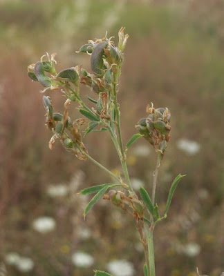 Alfalfa Alfalfa