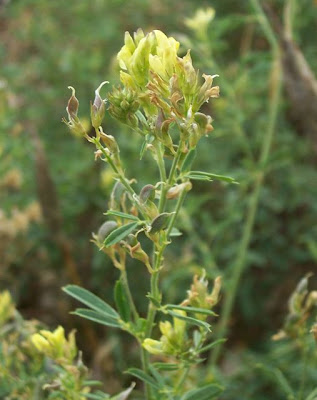Alfalfa Alfalfa