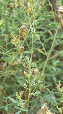 Alfalfa Alfalfa
