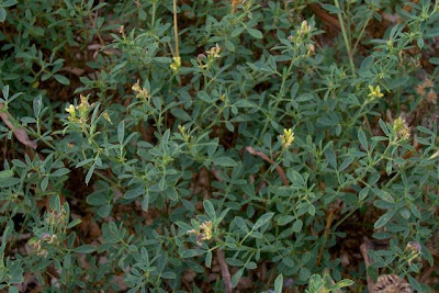 Alfalfa Alfalfa