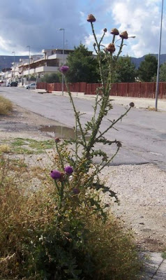 Cardo-ilírico Cardo-ilírico