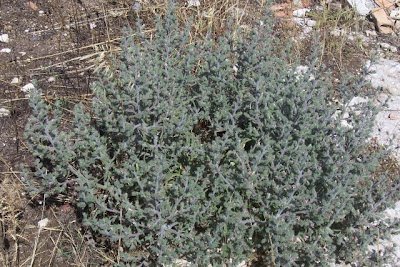 Echium asperrimum,
rough Italian-bugloss,
Viperina ruvidissima