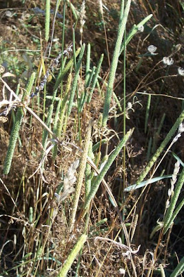 Codolina subulata Codolina subulata