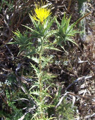 Saffron thistle