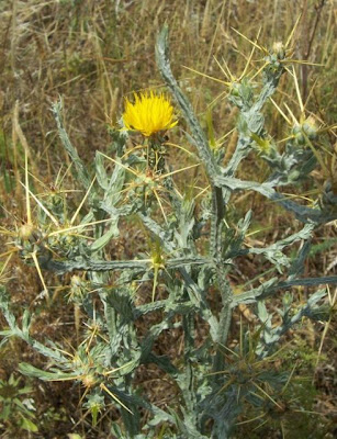 St. Barnaby's thistle