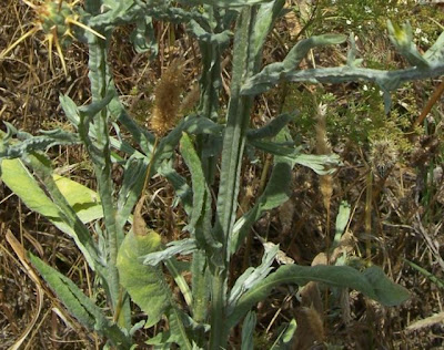 St. Barnaby's thistle