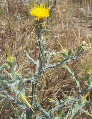 St. Barnaby's thistle