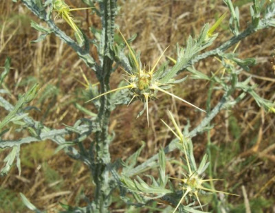 St. Barnaby's thistle