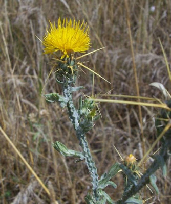 St. Barnaby's thistle