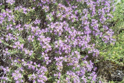 Thymus capitatus (L.) Hofmgg. et Lk.