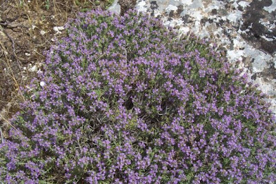 Thymus capitatus (L.) Hofmgg. et Lk.