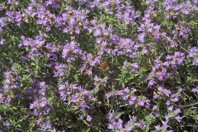 Thymus capitatus (L.) Hofmgg. et Lk.