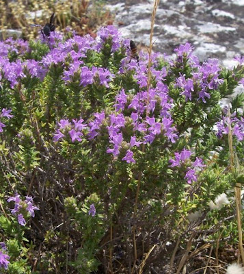 Thymus capitatus (L.) Hofmgg. et Lk.