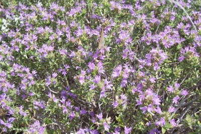 Thymus capitatus (L.) Hofmgg. et Lk.