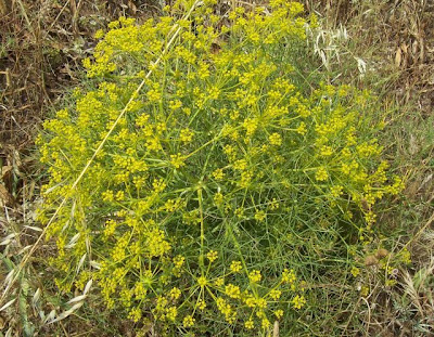 Cachrys libanotis,
Basilisco liscio Cachrys libanotis,
Basilisco liscio