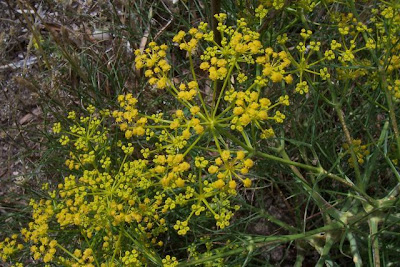Cachrys libanotis,
Basilisco liscio Cachrys libanotis,
Basilisco liscio