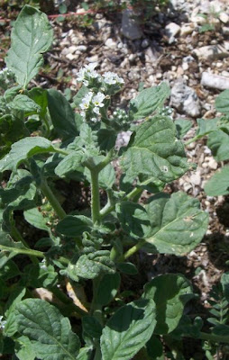 Caterpillar-weed Caterpillar-weed