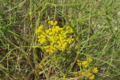 Cachrys libanotis,
Basilisco liscio Cachrys libanotis,
Basilisco liscio