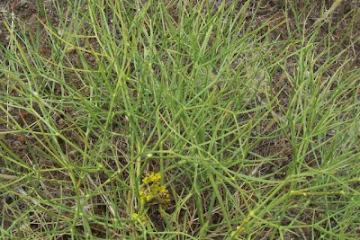 Cachrys libanotis,
Basilisco liscio Cachrys libanotis,
Basilisco liscio