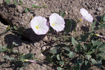 Corda-de-viola Corda-de-viola