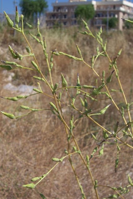 Lactuca serriola,
alface-brava-menor,
alface-de-espinho,
alface-silvestre,
China lettuce,
Erba Bussola,
escarola,
laitue sauvage,
laitue scarole,
Lattona,
Lattuga selvatica,
lechuga espinaca,
lechuga silvestre,
prickly lettuce