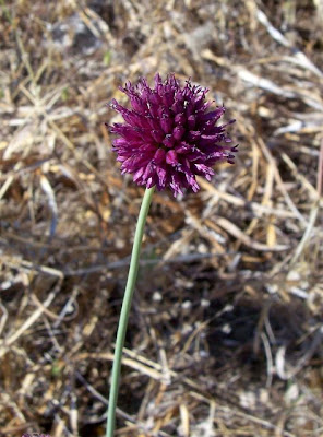 Aglio delle bisce Aglio delle bisce