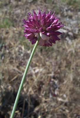Aglio delle bisce Aglio delle bisce