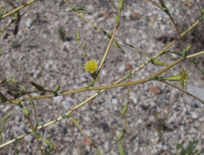 Lactuca serriola,
alface-brava-menor,
alface-de-espinho,
alface-silvestre,
China lettuce,
Erba Bussola,
escarola,
laitue sauvage,
laitue scarole,
Lattona,
Lattuga selvatica,
lechuga espinaca,
lechuga silvestre,
prickly lettuce