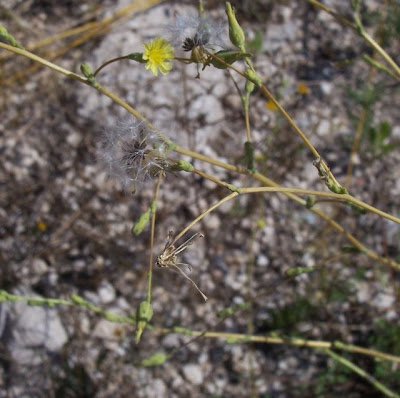 Lactuca serriola,
alface-brava-menor,
alface-de-espinho,
alface-silvestre,
China lettuce,
Erba Bussola,
escarola,
laitue sauvage,
laitue scarole,
Lattona,
Lattuga selvatica,
lechuga espinaca,
lechuga silvestre,
prickly lettuce