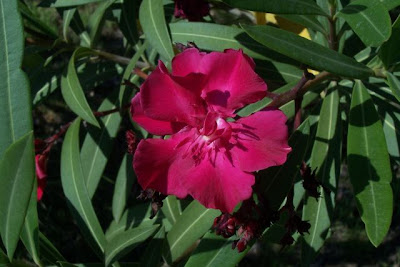 Rosebay