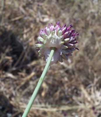Aglio delle bisce Aglio delle bisce