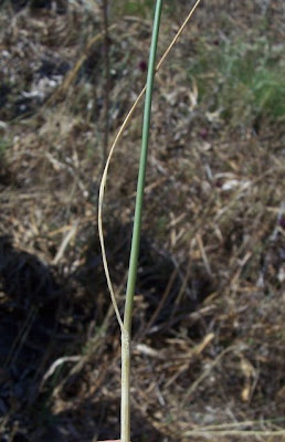 Aglio delle bisce Aglio delle bisce