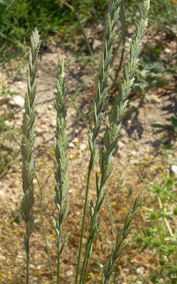 Caprinella Caprinella