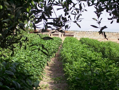 Manfredonia, Orto in loc. S. Tecchia