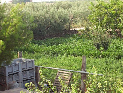 Manfredonia, Orto in loc. S. Tecchia