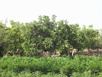 Manfredonia, Orto in loc. S. Tecchia