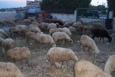 Manfredonia, Allevamento di ovini