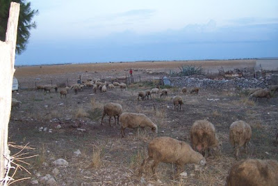 Manfredonia, Allevamento di ovini