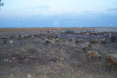 Manfredonia, Allevamento di ovini