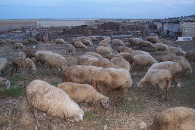 Manfredonia, Pecore