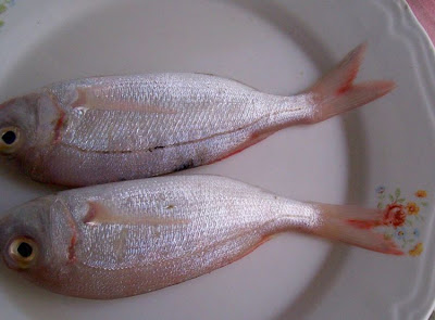 Pagellus erythrinus
